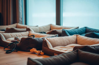 Mrozy w Małopolsce. Krakowskie schronisko z dramatycznym apelem, ile psów szuka domu?