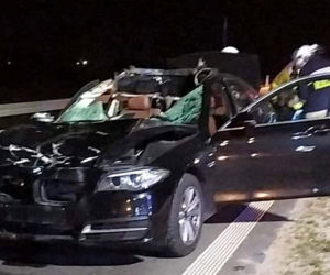 Zderzenie bmw z łosiem w miejscowości Markowszczyzna