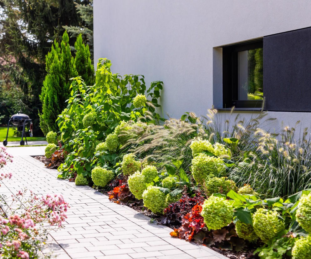 Co zrobić gdy hortensja zmarzła? Jak ją uratować?