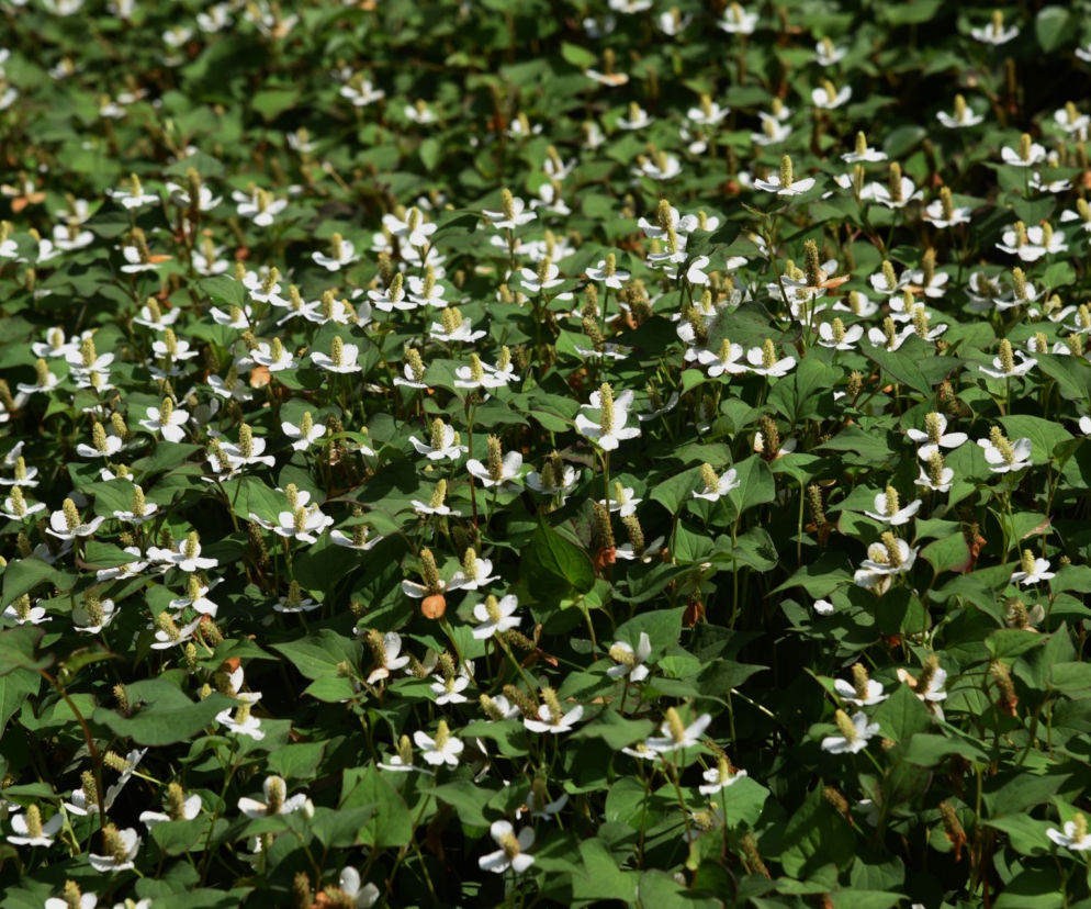Pstrolistka sercowata