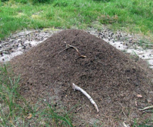 Domowa zupka usunie mrowiska z Twojego ogrodu! Ekologiczny sposób, który unicestwi mrówki i larwy w kilka dni. Jak się pozbyć mrówek z ogrodu? 