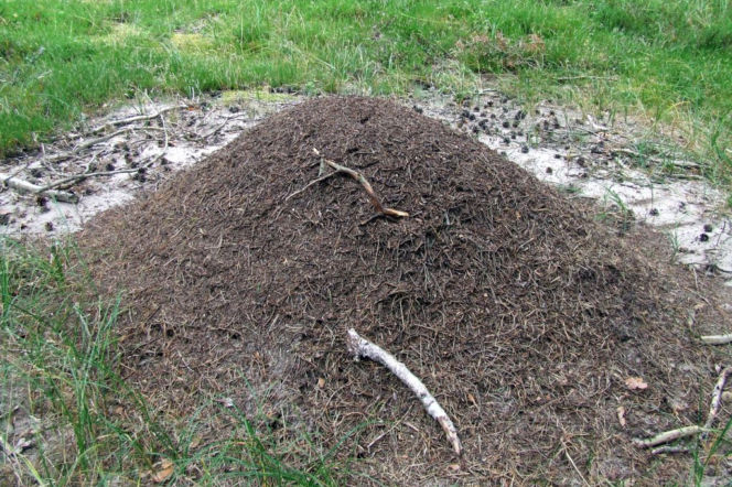 Duży kopiec mrowiska zbudowany z igliwia i patyków na polanie. O sposobach na mrówki w ogrodzie przeczytasz w SE.