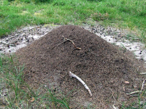 Domowa zupka usunie mrowiska z Twojego ogrodu! Ekologiczny sposób, który unicestwi mrówki i larwy w kilka dni. Jak się pozbyć mrówek z ogrodu? 