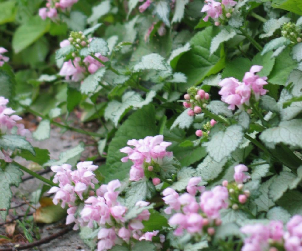 Jasnota plamista 'Beacon Silver’