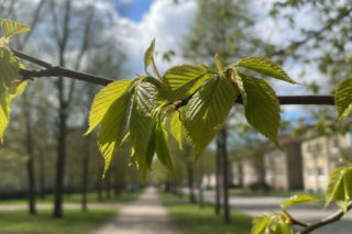 Pogoda na weekend w Olsztynie 8-10 maja. Koniec tygodnia przyniesie rozpogodzenie i wzrost temperatury