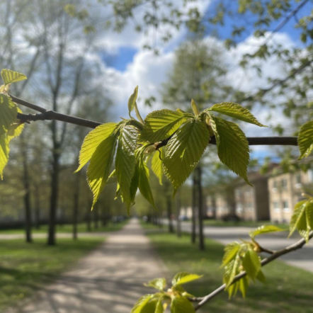 Pogoda na weekend w Olsztynie 8-10 maja. Koniec tygodnia przyniesie rozpogodzenie i wzrost temperatury