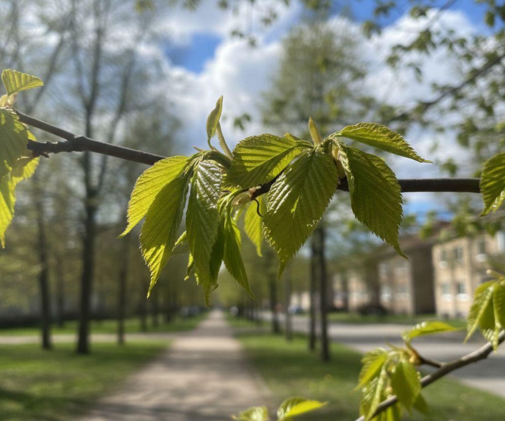 AI zdjęcie do artykułu