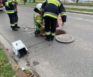 Kotulek uratował kotka