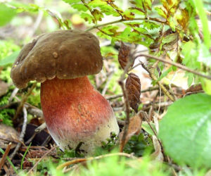 Borowik ceglastopory