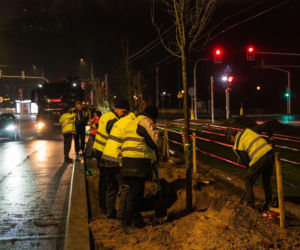 Nowe drzewa na ul. Marszałkowskiej w Warszawie