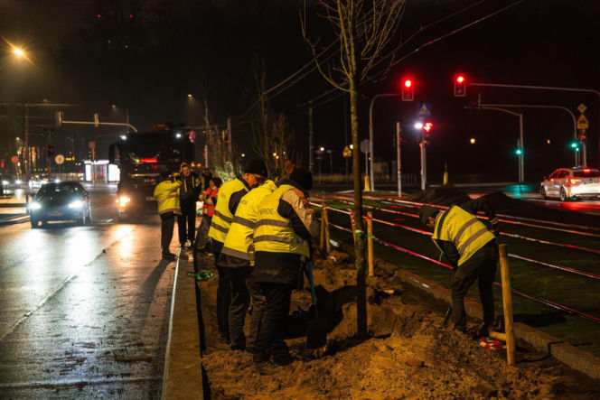 Nowe drzewa na ul. Marszałkowskiej w Warszawie