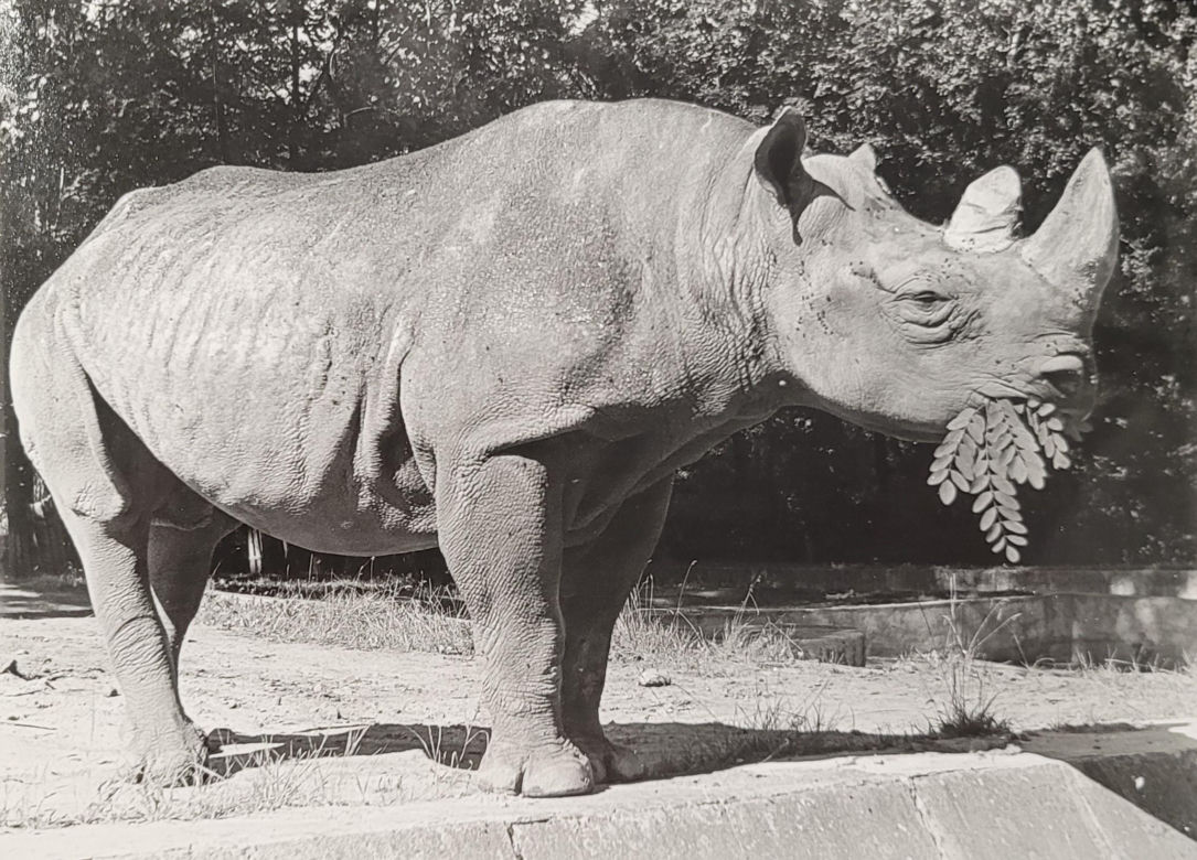 Łódzkie zoo w latach 70.