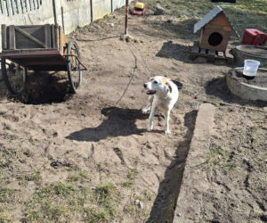 Głodzone, brudne, zaniedbane. Kilka psów uratowanych z prywatnych posesji