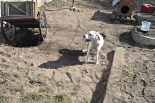 Psy w agonii! Brud, głód i cierpienie – policja wkroczyła do akcji