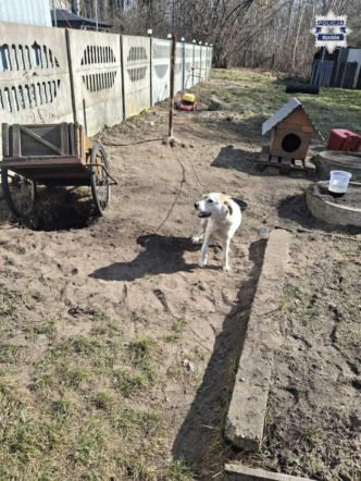 Głodzone, brudne, zaniedbane. Kilka psów uratowanych z prywatnych posesji