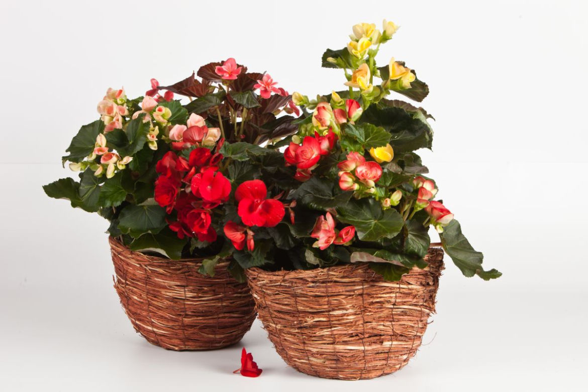 begonia