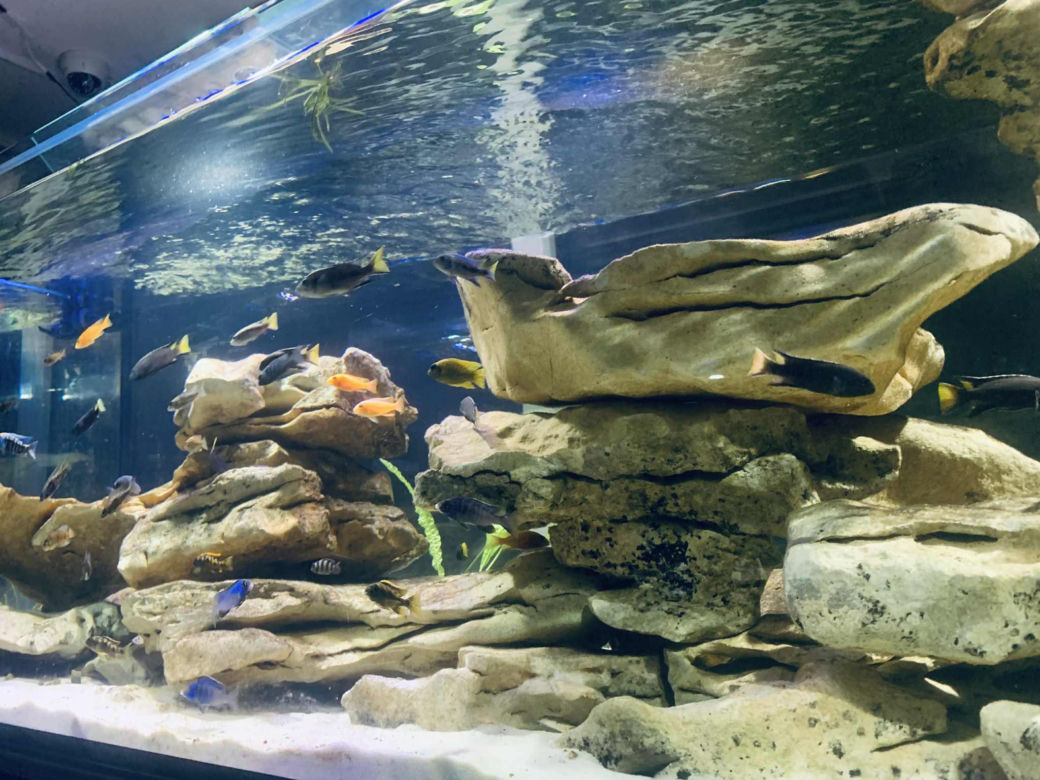 Rozmawiamy z Tomaszem Wiśniewskim, założycielem Aqua Dreams Bydgoszcz