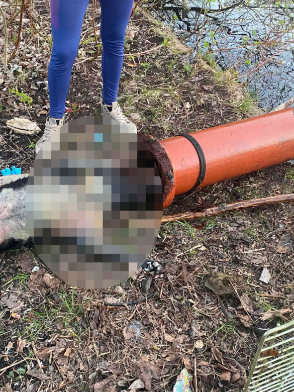 Ktoś w bestialski sposób zabił suczkę