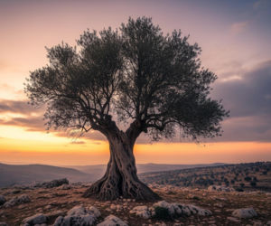 Erdogan o Ziemi Obiecanej. Czy Izraelowi chodzi o coś więcej niż bezpieczeństwo?