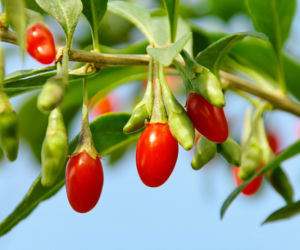 jagody-Goji