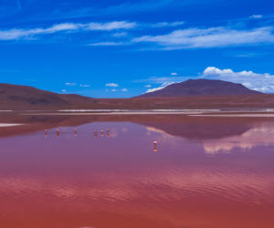 Laguna Colorada Jezioro w Boliwii