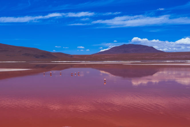Laguna Colorada Jezioro w Boliwii