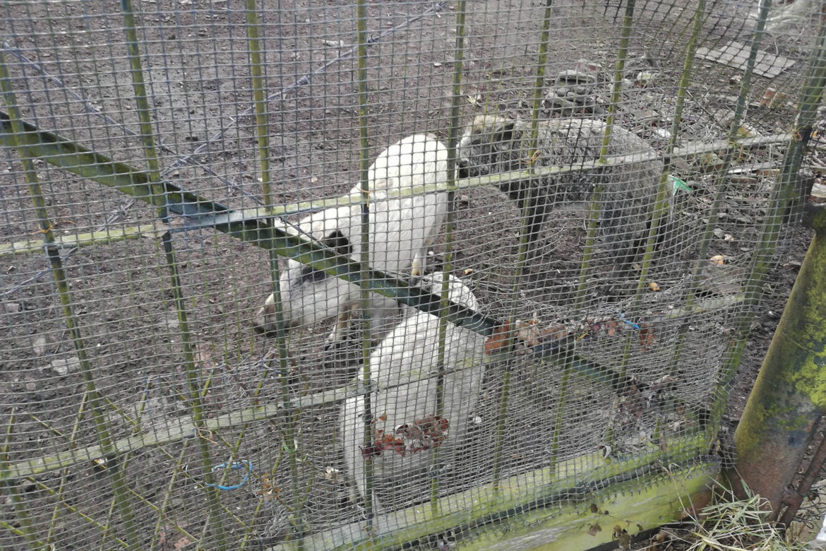 Horror koło Lubina. Świnie zjadły rolnika