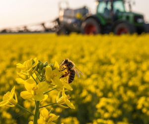 Oprysk rzepaku na chowacza