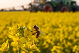 Oprysk rzepaku na chowacza