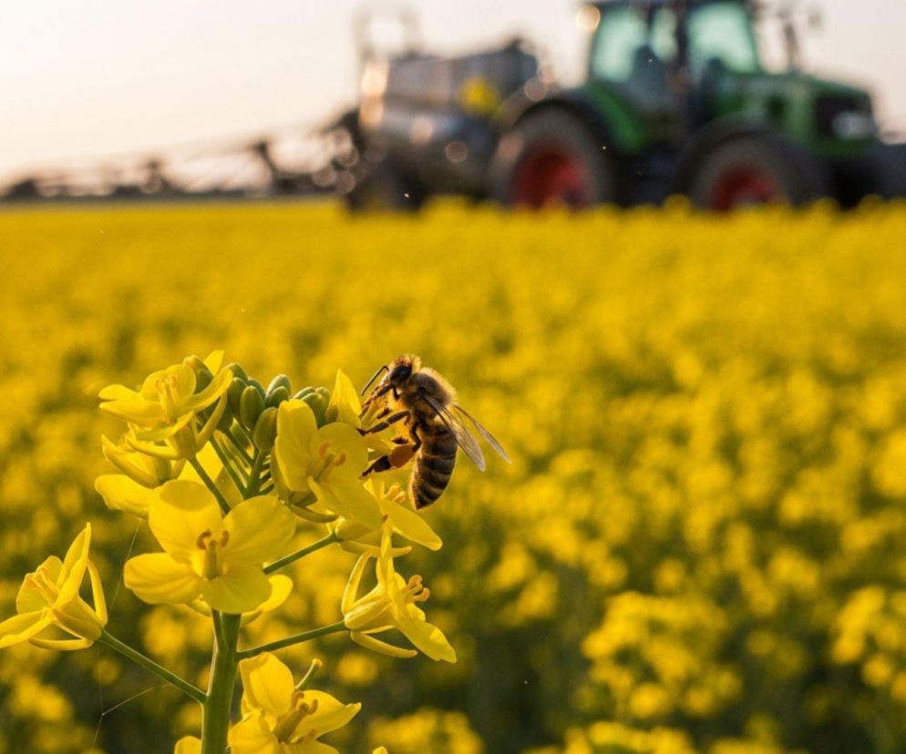 Oprysk rzepaku na chowacza