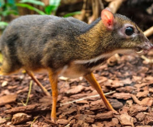 Myszojeleń jak z piosenki zamieszkał w ogrodzie zoologicznym w Polsce! Gdzie można zobaczyć Arnolda?