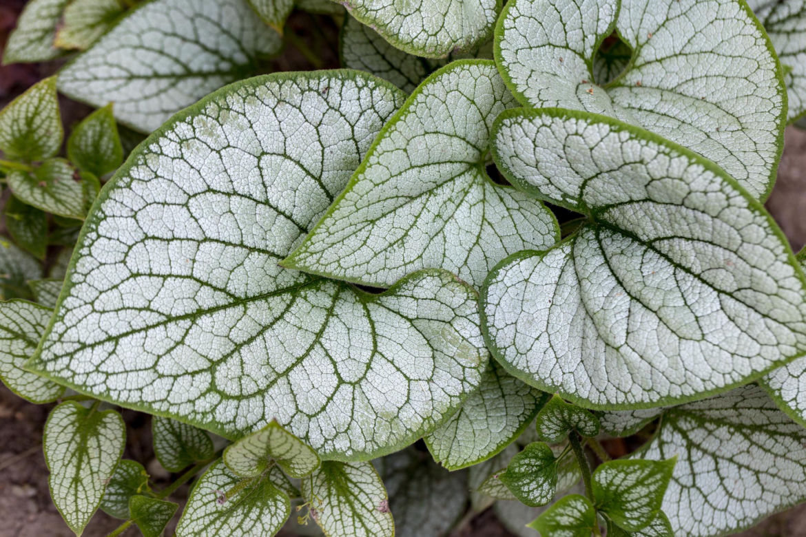 Brunnera wielkolistna