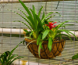 Bromelia