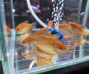 Egzotyczny świat zawitał do Bydgoszczy! Pająki i węże były na wyciągnięcie ręki