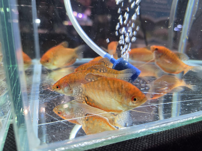 Egzotyczny świat zawitał do Bydgoszczy! Pająki i węże były na wyciągnięcie ręki