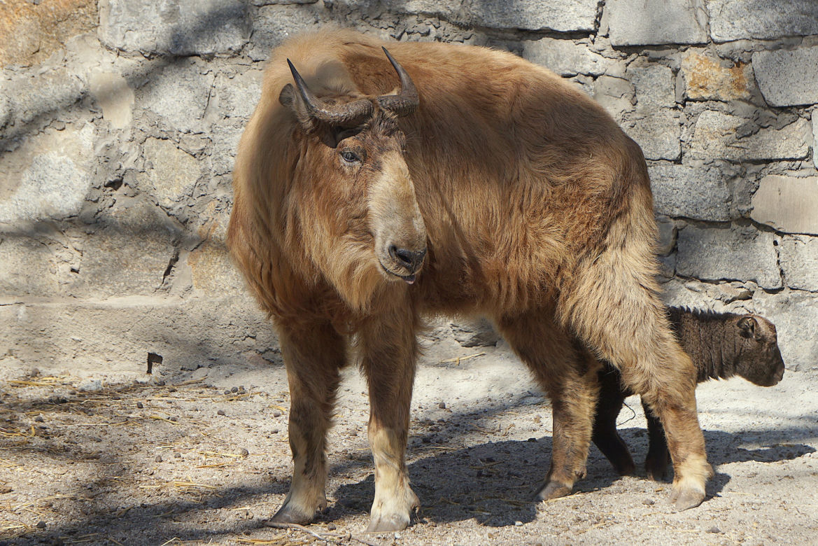 We wrocławskim zoo urodził się drugi w Polsce takin złoty