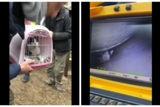 Rzeszów. Kotek, który utknął w rurze ciepłowniczej uratowany! Akcja trwała kilka dni