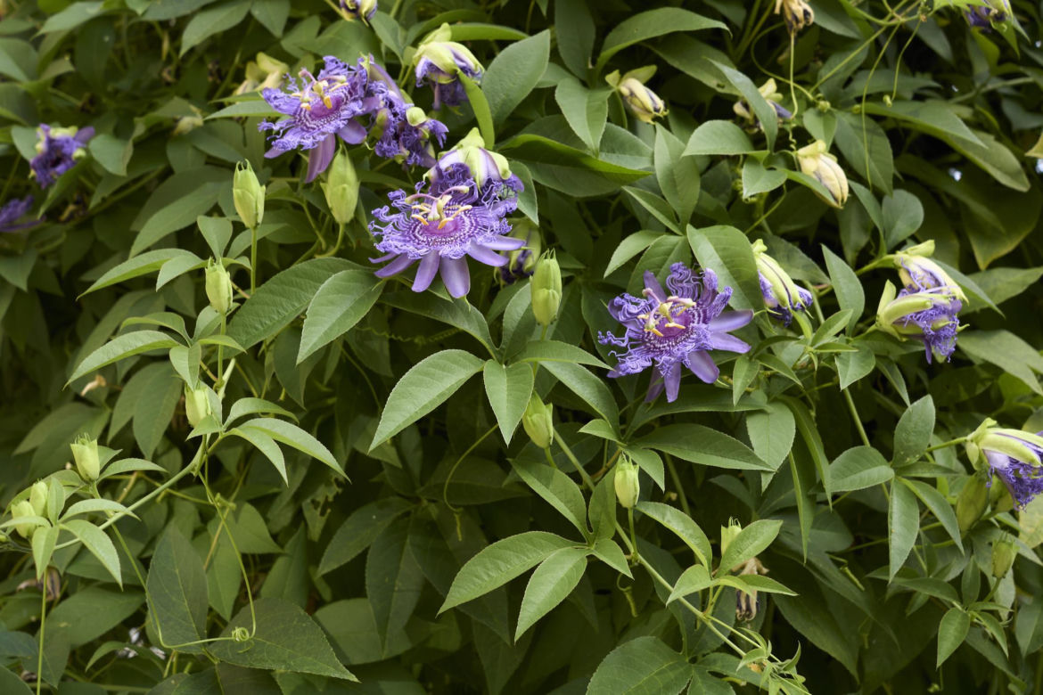 Passiflora, męczennica. Zdjęcia