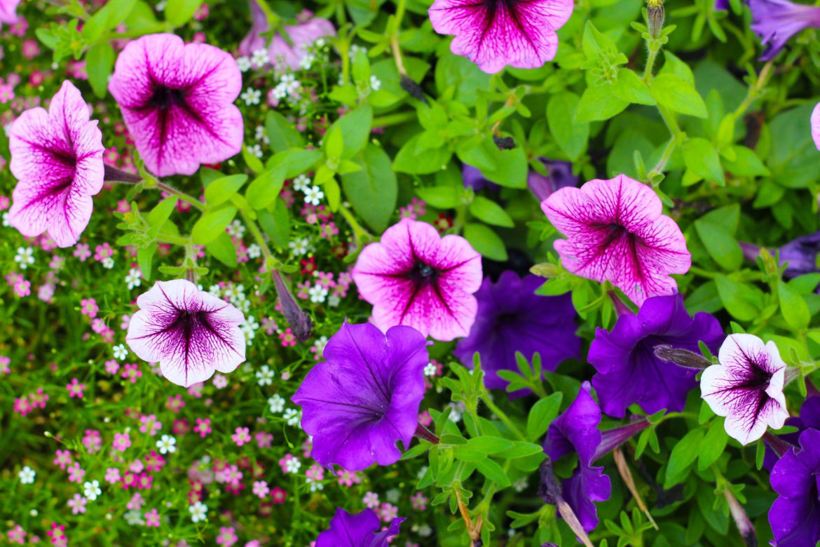 Supertunia