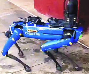 Robodogi straszą nowojorczyków