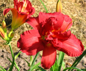 Liliowiec