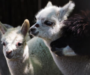 Ogromna radość w Warszawskim ZOO. Te maluchy przyszły na świat w 2025 roku! Prawda, że urocze?