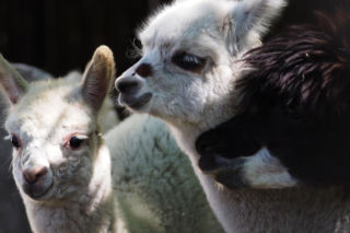 Ogromna radość w Warszawskim ZOO. Te maluchy przyszły na świat w 2025 roku! Prawda, że urocze?