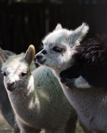 Ogromna radość w Warszawskim ZOO. Te maluchy przyszły na świat w 2025 roku! Prawda, że urocze?