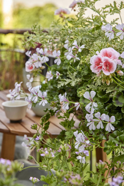 Pelargonia kaskadowa (pelatatum)