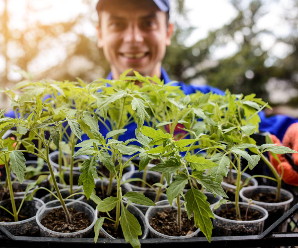 Hartowanie rozsady – sekret silnych i zdrowych roślin