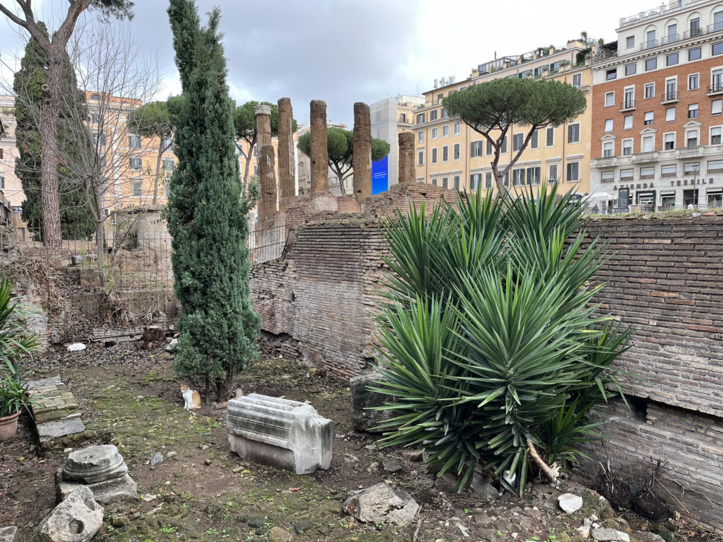 Largo Argentina w Rzymie. Koty zamieszkały w starożytnych ruinach - zobacz zdjęcia