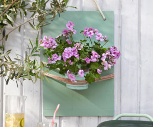 Pelargonie