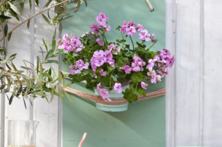 Pelargonie