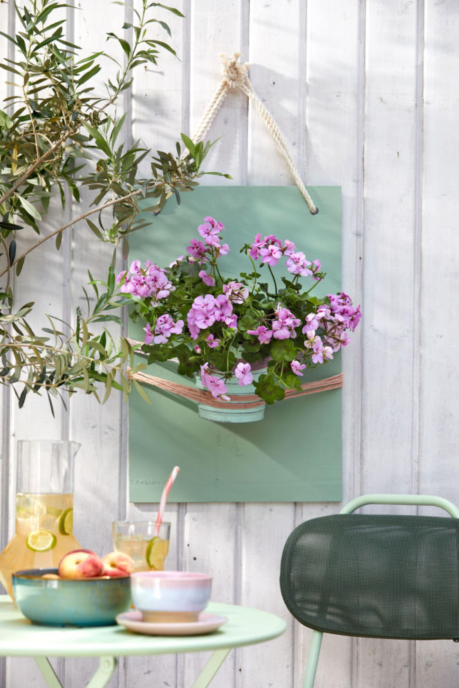 Pelargonie